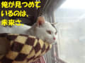 [543]タマちゃんと未来201302221632129f9.jpg