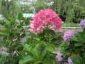 [8]万博公園2012.6.30 012.JPG