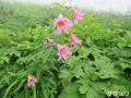 白馬五竜高山植物園の花