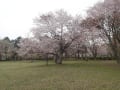 2015年・浦河の桜