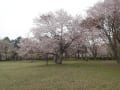 2015年・浦河の桜