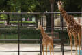 広島市安佐動物園　160524