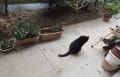 野良猫シリーズ　89