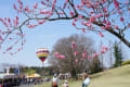 2013　古河総合公園　桃まつり