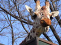 羽村動物園