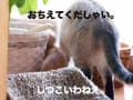 ポンコちゃん11