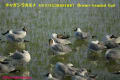 [1]Brown-headed Gull26Mar2014-01a-s.jpg