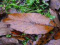 [11]wet fallen leaves0111