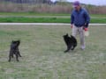 カンバン犬パトの友達紹介