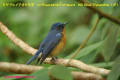 [11]Hill Blue Flycatcher18Dec2013-01a-s.jpg