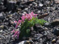 高山植物(山の花）