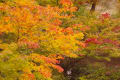 奈良　榛原　鳥見山　紅葉