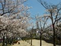 亀城公園の桜20110407