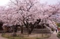 東長寺＆福岡城址の桜　170405－07