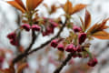 大島桜、八重桜