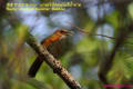 [8]Rusty-cheeked Scimitar-Babbler14Mar2013-05a-s.jpg