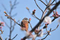 ホオジロと桜