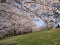 馬見丘陵公園の桜