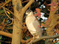 [51]ゴイサギ　 Black-crowned Night-Heron 