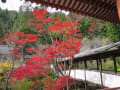 関西花の寺・久安寺の紅葉