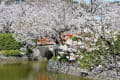 桜の名所「亀城公園」