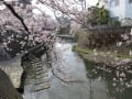 22/3/28 大岡川の桜