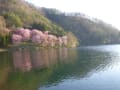 中綱湖の山桜