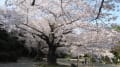 日立の桜