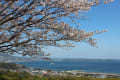 今年の桜