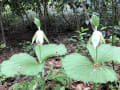 高尾山のお花