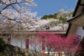 吉野・宇陀路の桜（１）