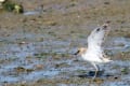 シロチドリ　何処ででも見れる普通の鳥です。