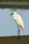 [2]Eastern Great Egret08May2014-03a-s.jpg