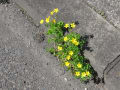 縁石に咲いた　根性の花＾＾