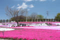 箕郷町芝桜公園