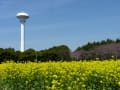 フォトブック　「桜と菜の花　2016」