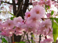 桜が満開の木戸五郎兵衛村