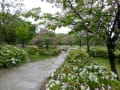 京都　桜だより　梅小路公園⑭