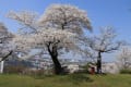 桜満開＠稲荷山公園・・・