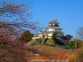 掛川城下に咲く掛川桜