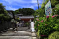 紫陽花寺。奈良の矢田寺