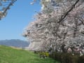 桜散歩：犀川桜堤へ！