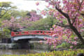 八幡宮・八重桜＆白藤