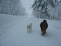 雪のお散歩