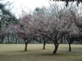 空に紅白、ウグイス日和～なおの好きな梅の公園～