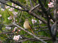 冬の渡り鳥　ジョウビタキ