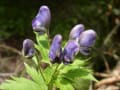 聖岳-赤石岳で出会った花達