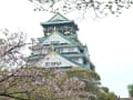大阪城公園と周辺の桜（２０１４年４月１３日）