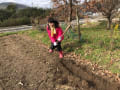 広島県世羅の実家の畑で、生薬試験栽培にトライ！