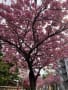 札幌の八重桜